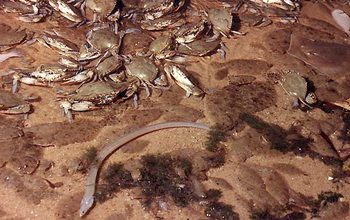 crabs and fish on the bottom seafloor